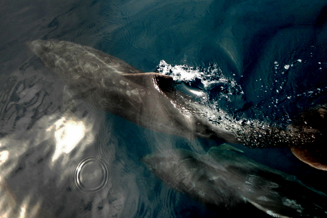 19dolphin tatoo.JPG